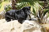BORDER COLLIE 1578